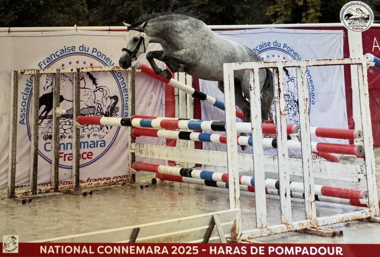 &Agrave; vendre Neifi Opop des Dauges
