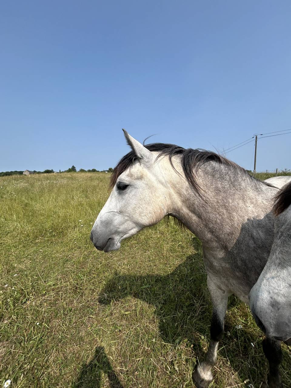 &Agrave; vendre Neifi Opop des Dauges