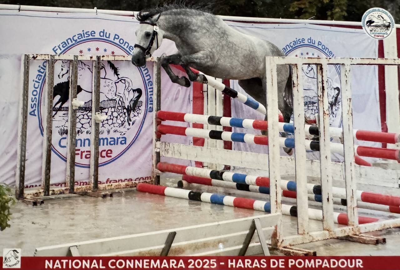 &Agrave; vendre Neifi Opop des Dauges