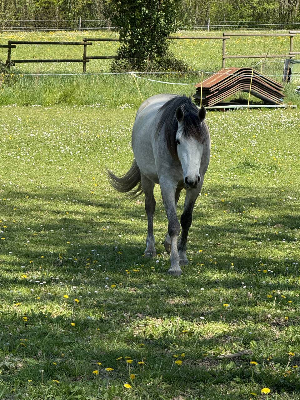 &Agrave; vendre Neifi Opop des Dauges