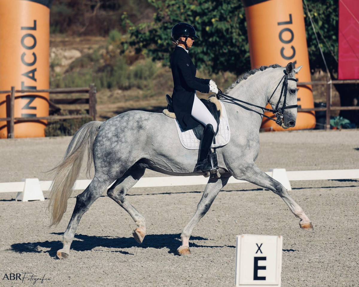 Hongre - Zangersheide - 8 ans - Dressage - France
