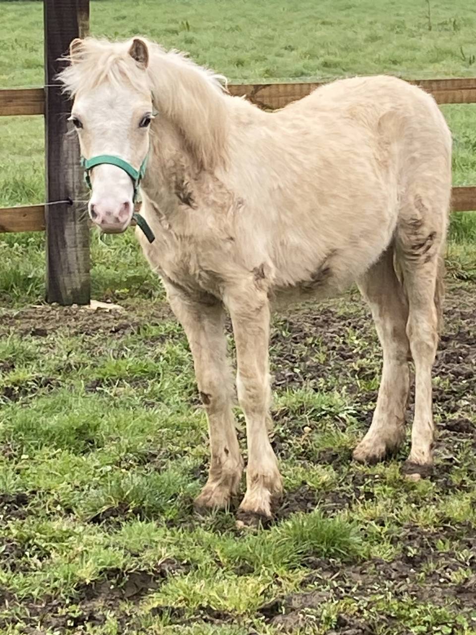 Poulain welsh mountain 