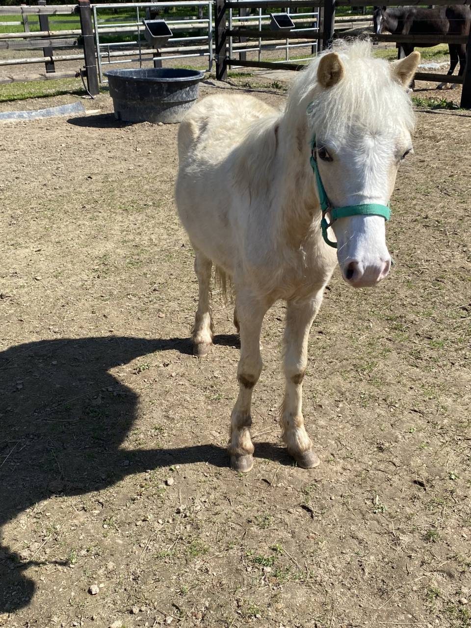 Poulain welsh mountain 