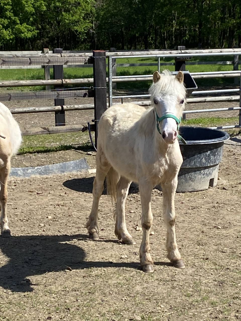 Poulain welsh mountain 