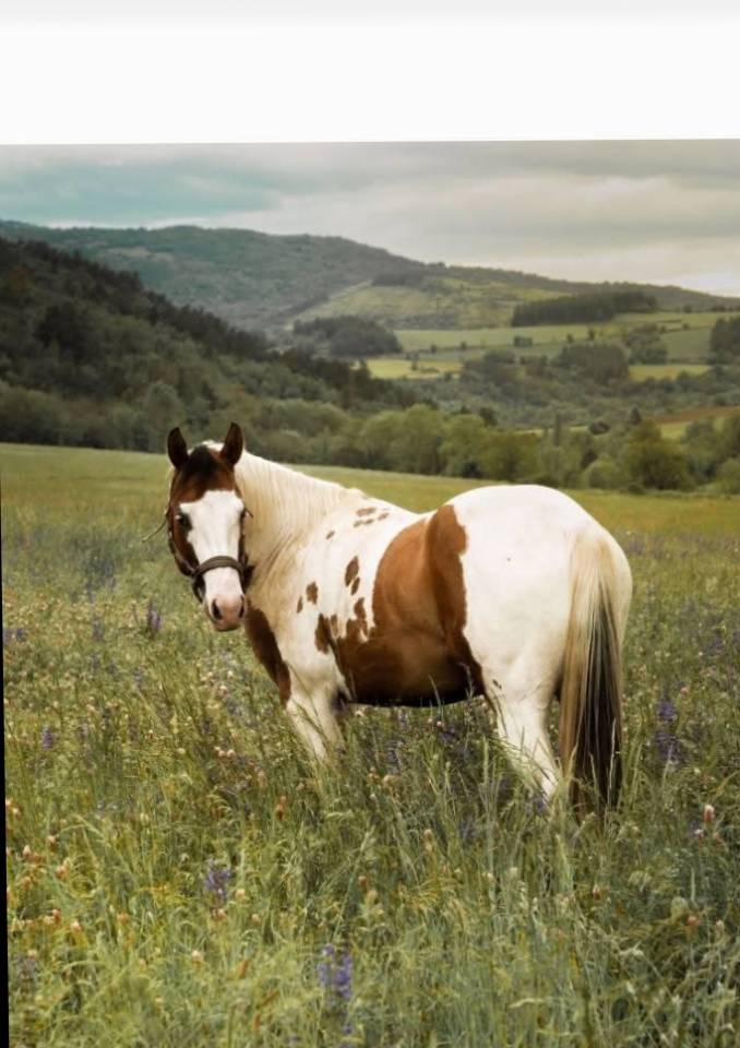 &Eacute;talon paint horse