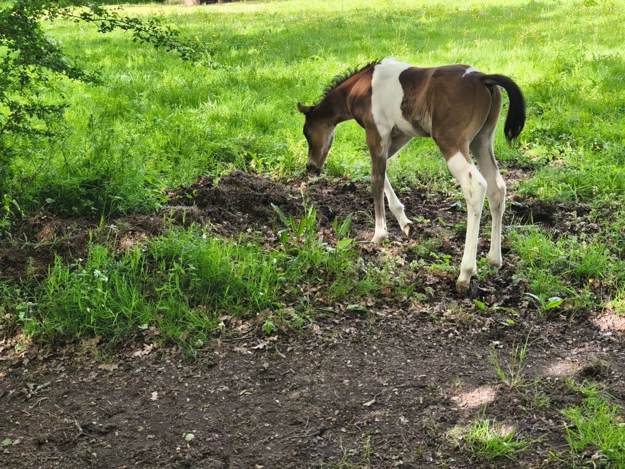 Poulain bai pie anglo PB