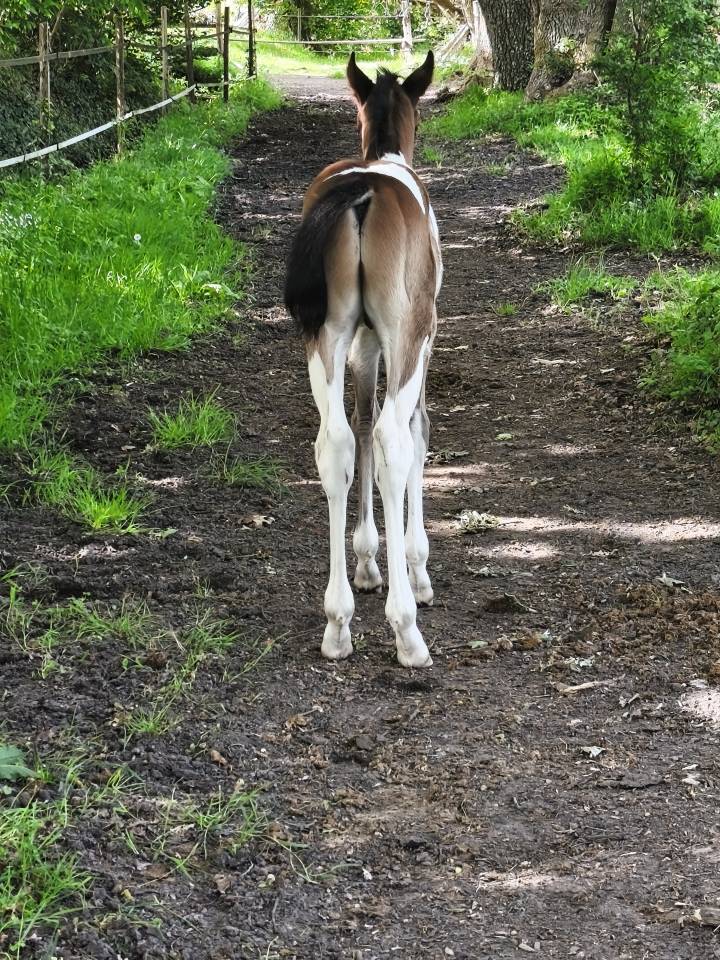 Poulain bai pie anglo PB