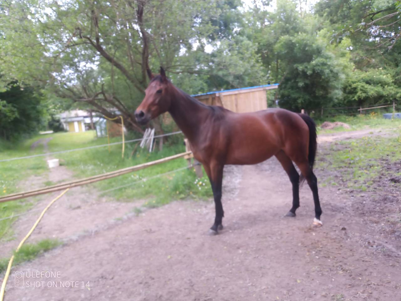 Poulain bai pie anglo PB