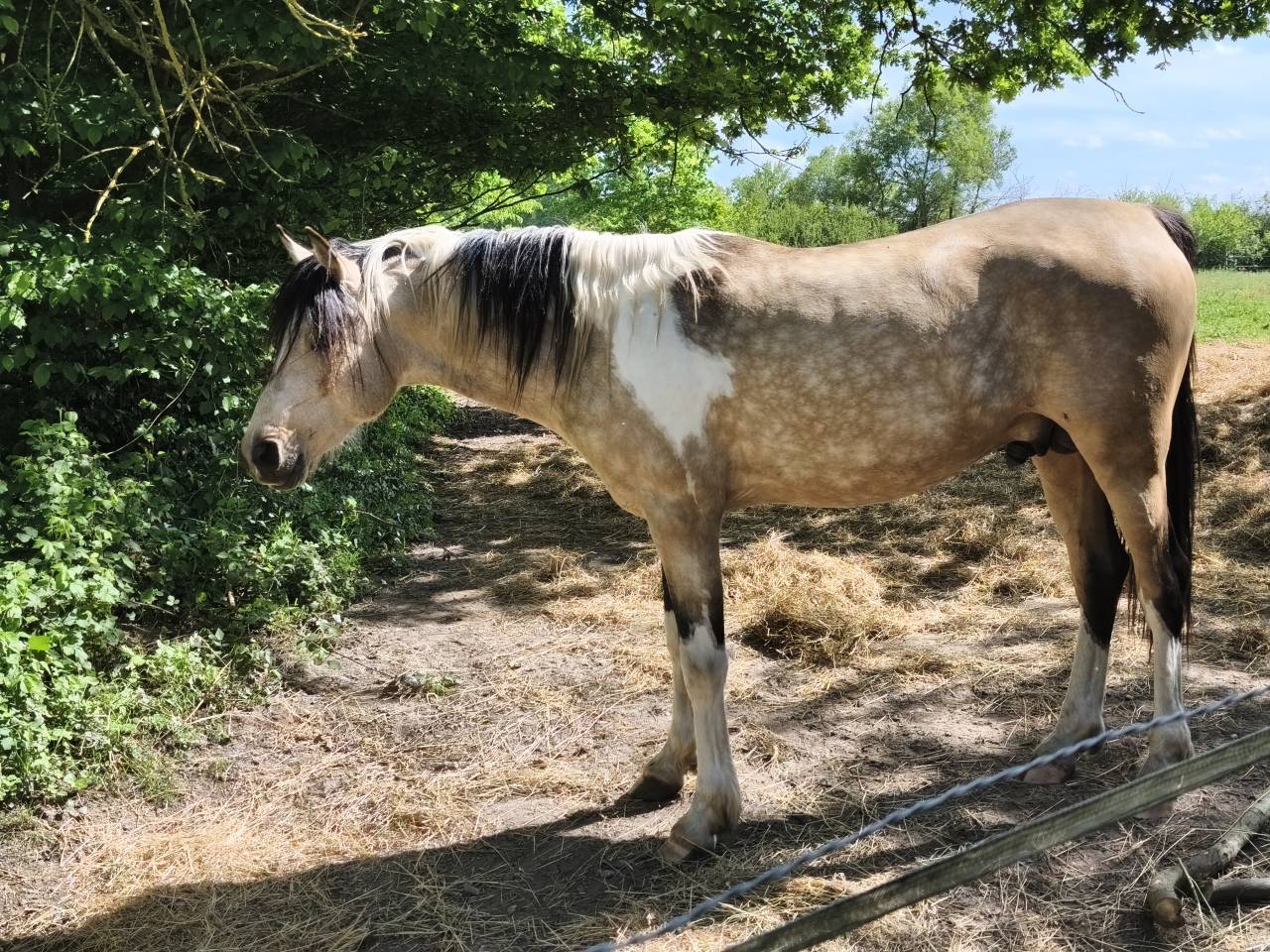 Poulain bai pie anglo PB