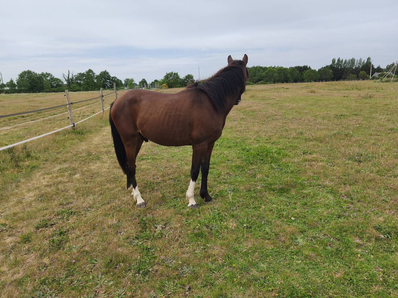 Cheval 2 ans poney / arabe / Appaloosa