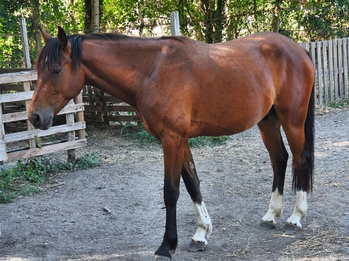 Cheval 2 ans poney / arabe / Appaloosa
