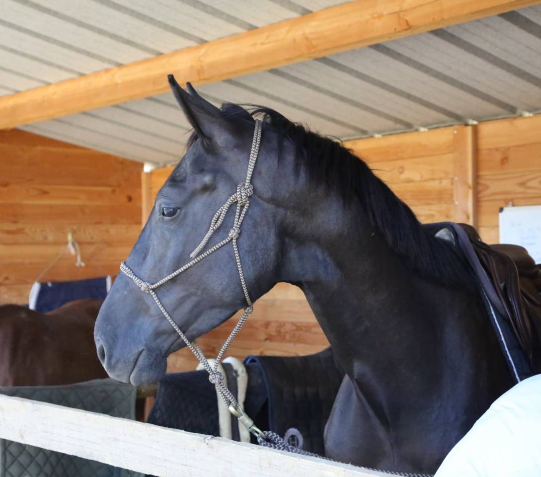 Hongre 5 ans Poker de mariposa