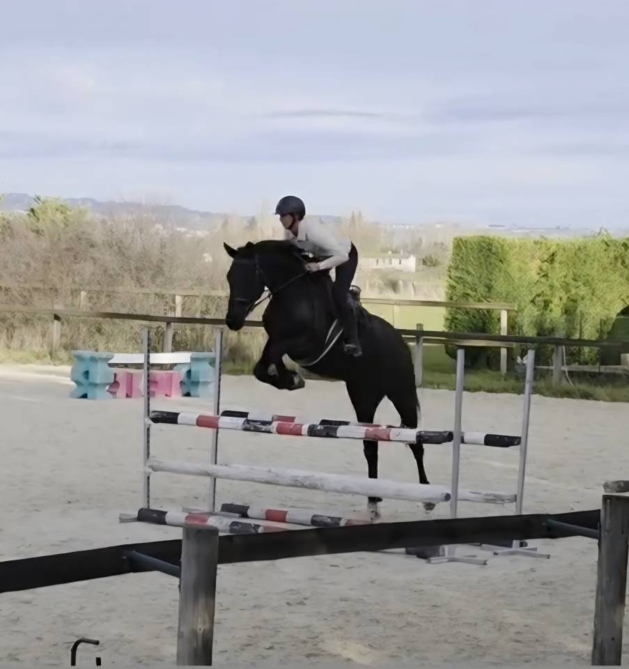 Hongre 5 ans Poker de mariposa