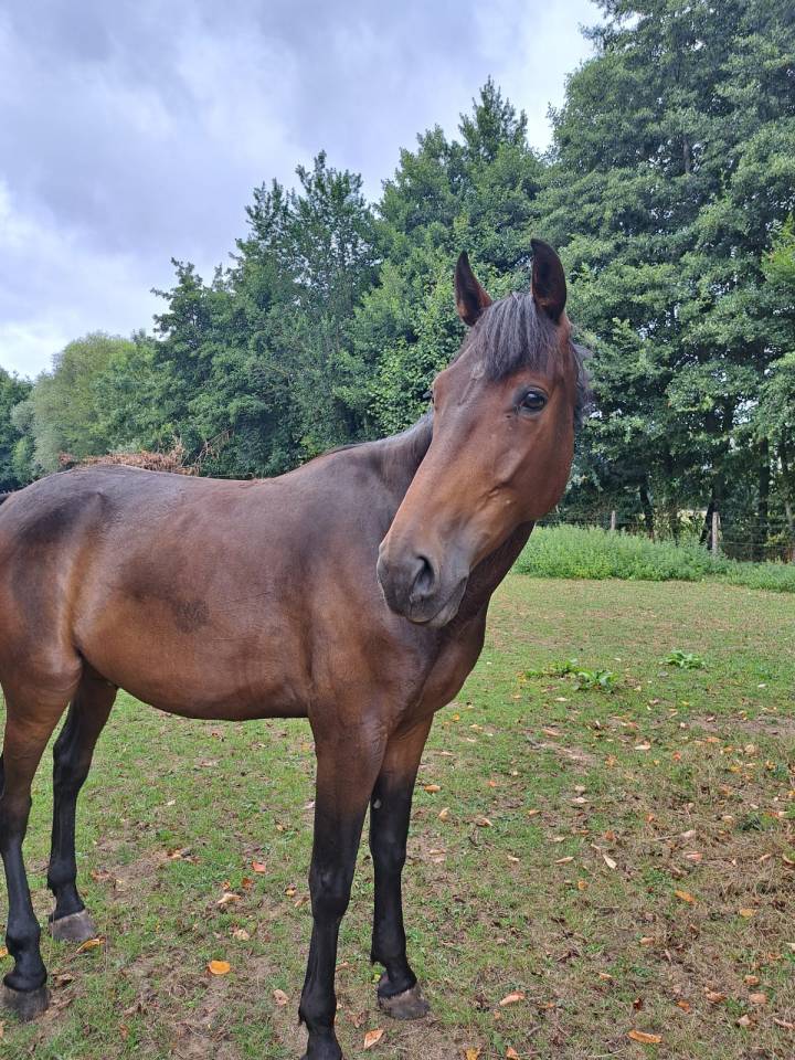 &Agrave; vendre Cheval ONC, 8 ans &ndash; Pour loisir / ba