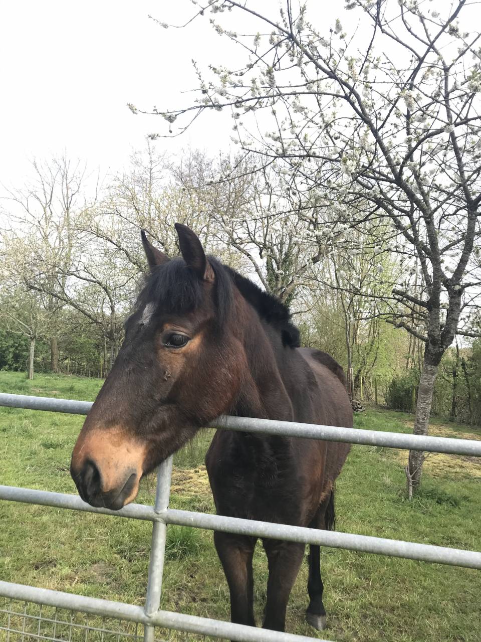&Agrave; vendre Cheval ONC, 8 ans &ndash; Pour loisir / ba