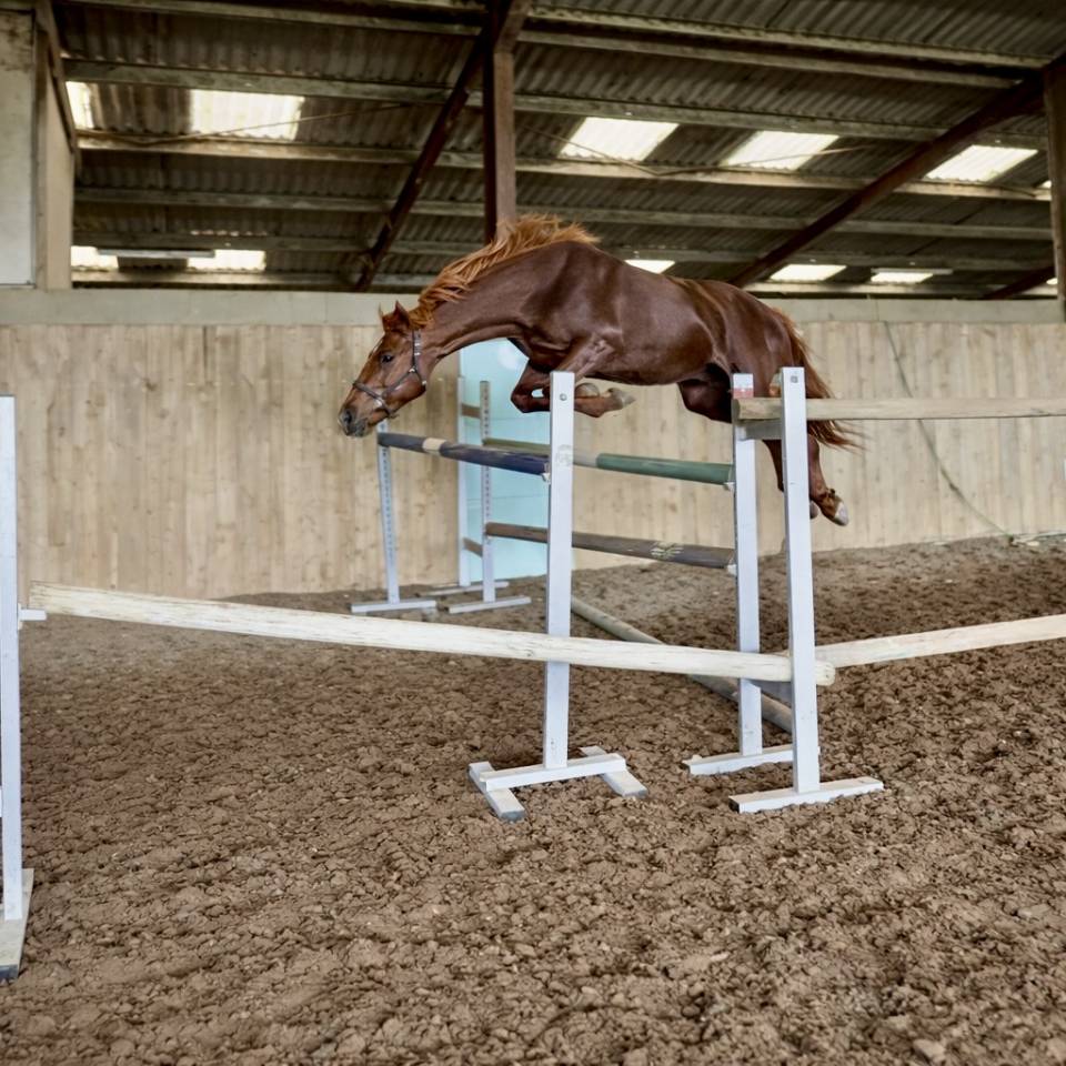 Selle fran&ccedil;ais 3 ans 