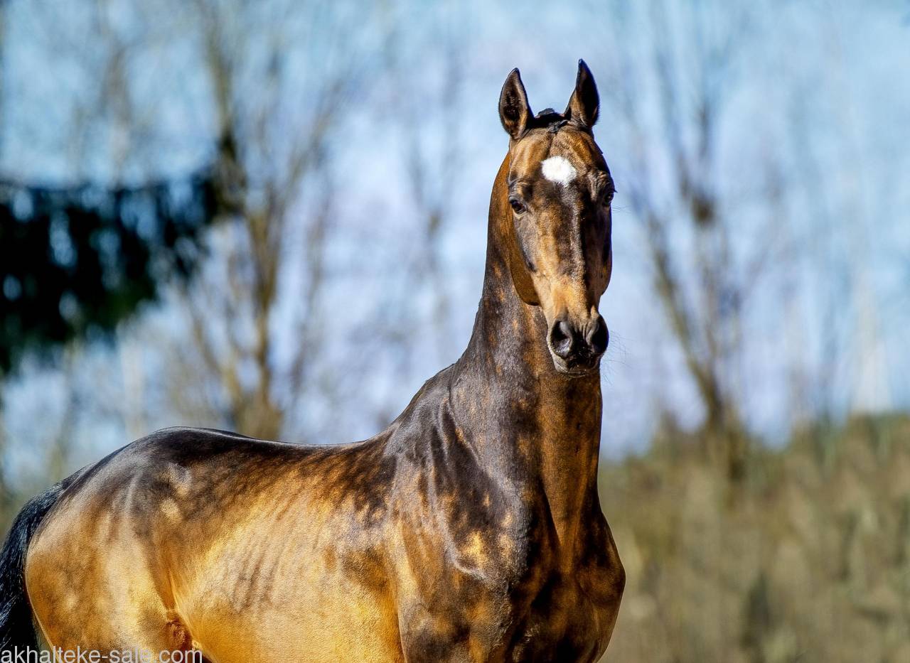 Saillie Akhal-T&eacute;k&eacute; 