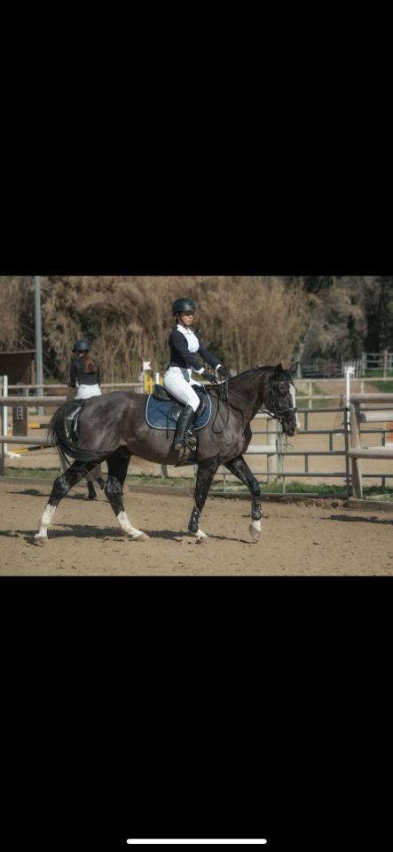 Hongre Z 16 ans Top Gun la Silla 