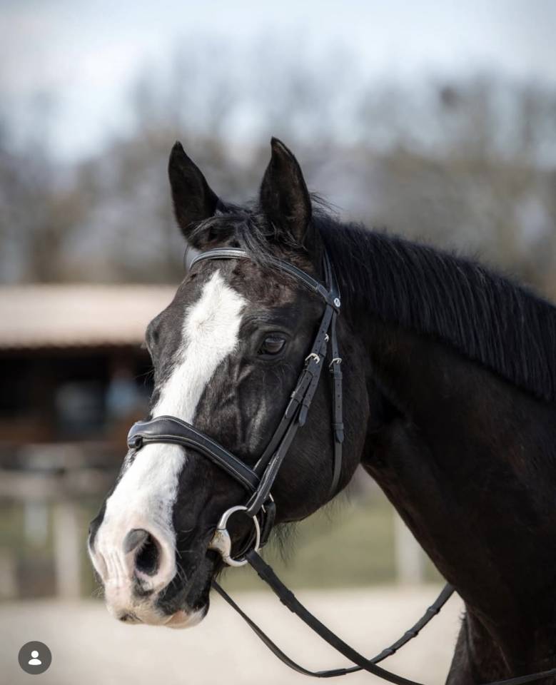 Hongre Z 16 ans Top Gun la Silla 