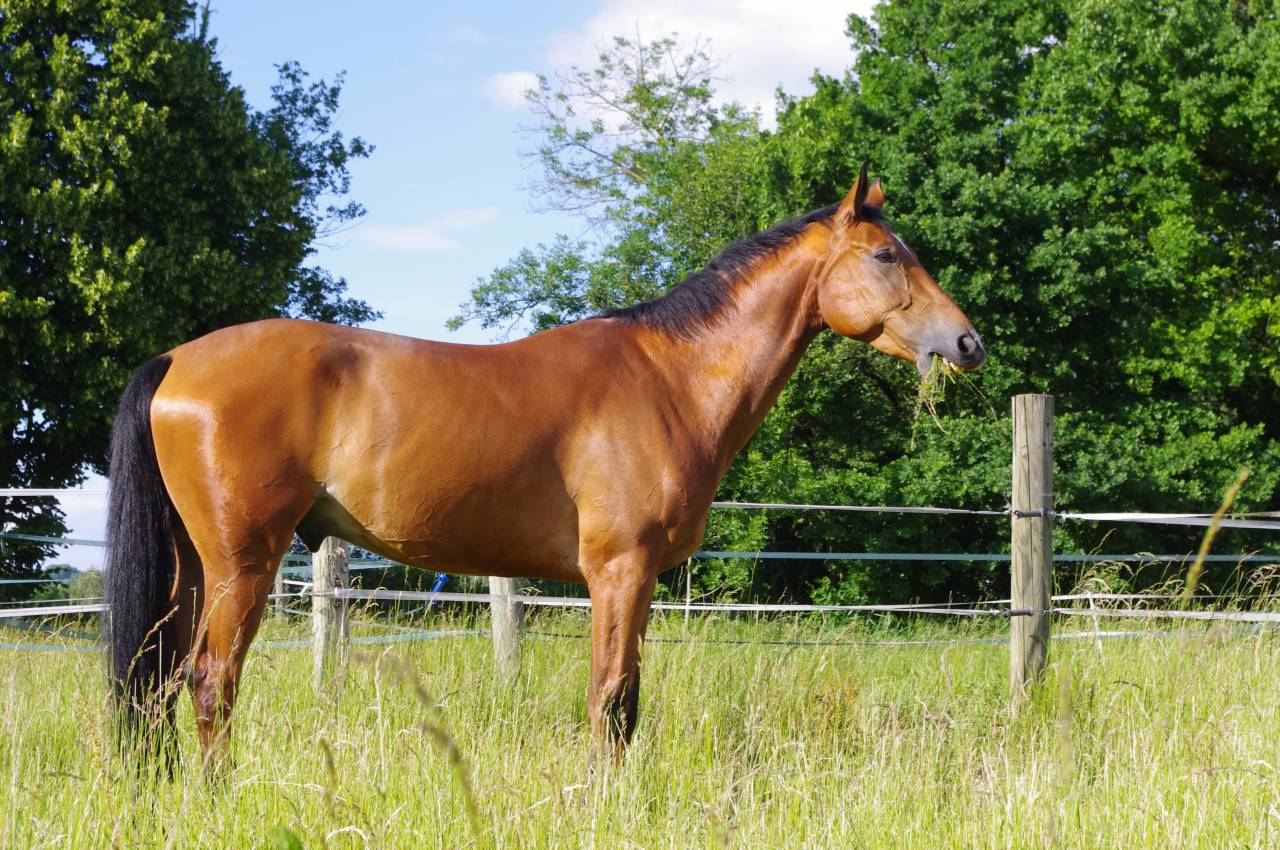 Mise &agrave; disposition chevaux