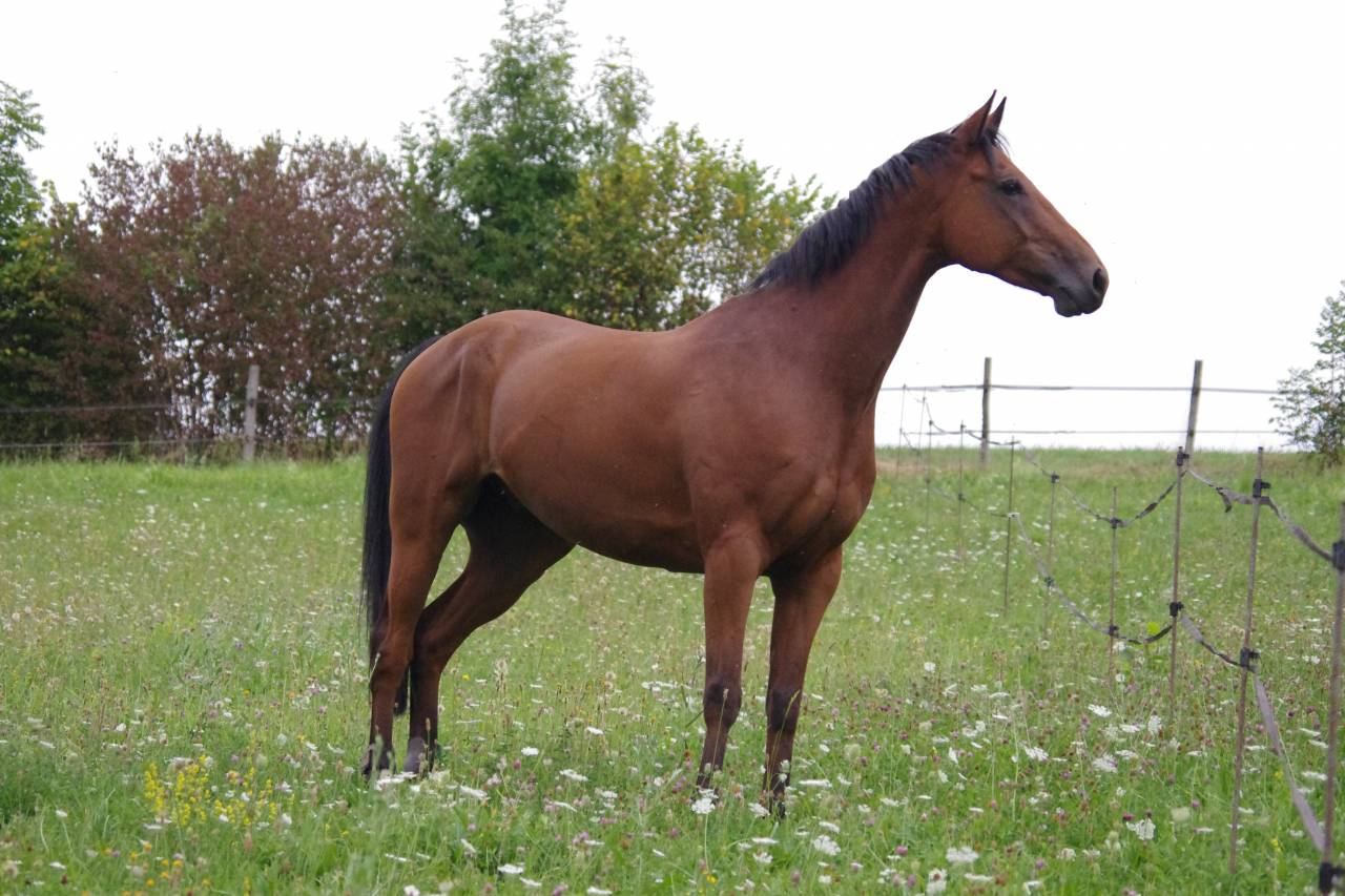 Mise &agrave; disposition chevaux