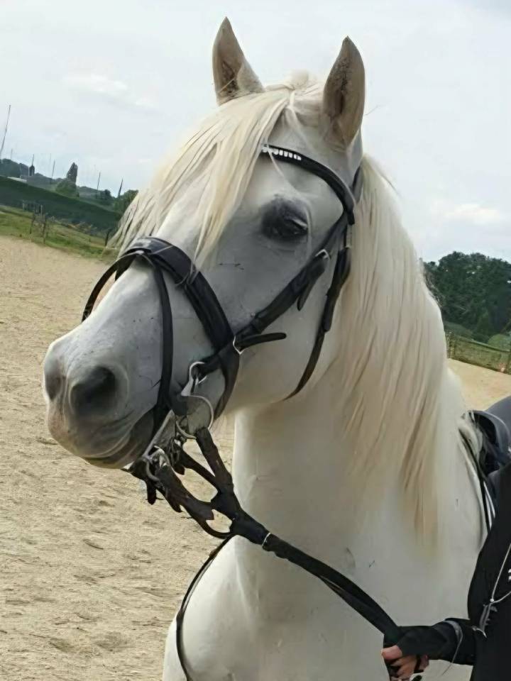 Duo Camargue Dressage &ndash; Chevaux d&rsquo;Examen FFE  