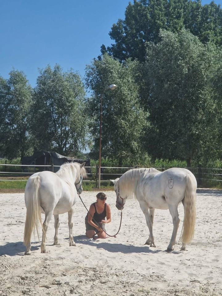 Duo Camargue Dressage &ndash; Chevaux d&rsquo;Examen FFE  