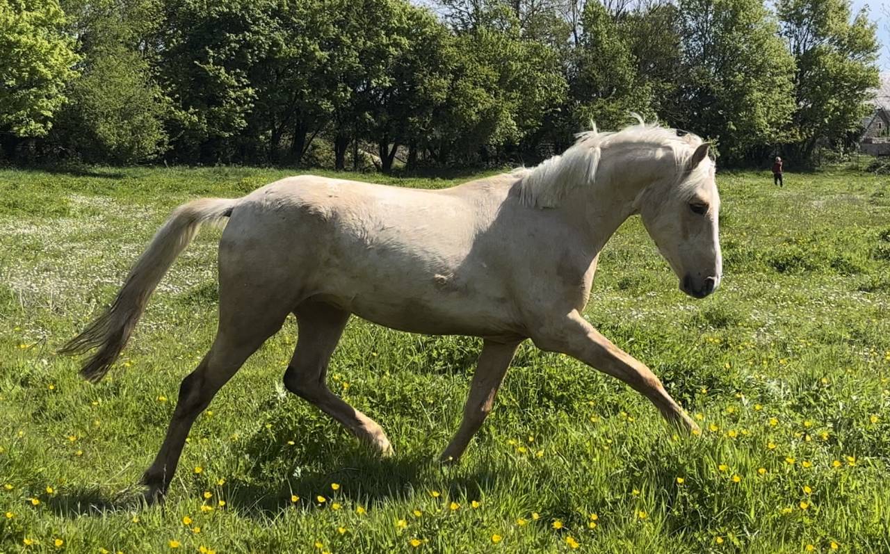 Hongre Palomino 2 ans