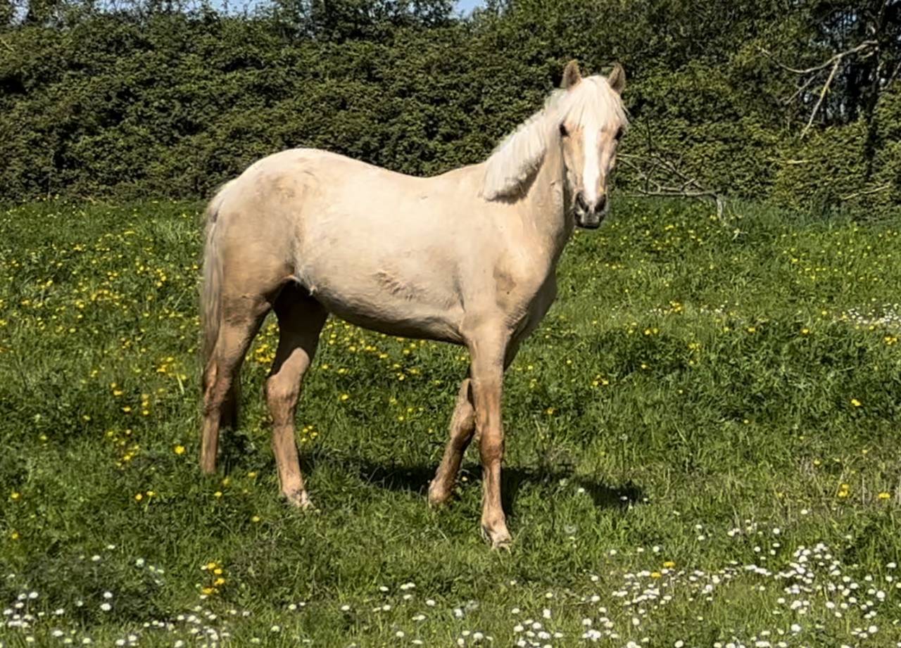 Hongre Palomino 2 ans