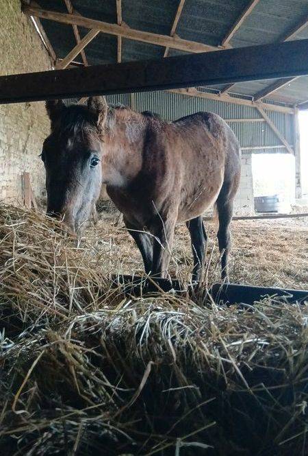 Ph&eacute;b&eacute; du Pre Seigneur