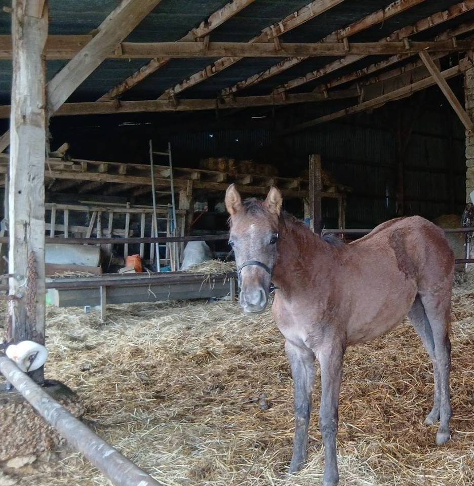 Ph&eacute;b&eacute; du Pre Seigneur