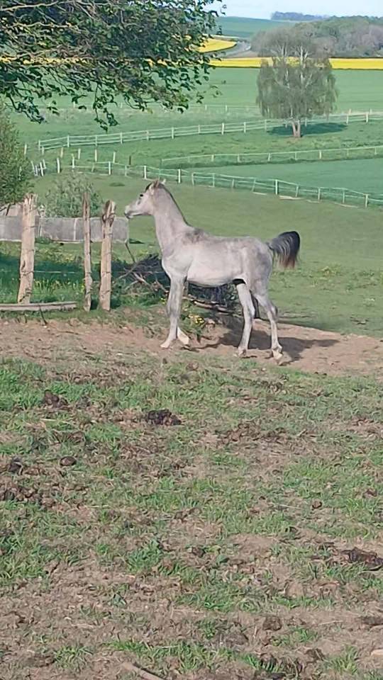 Pep's du Pre Seigneur