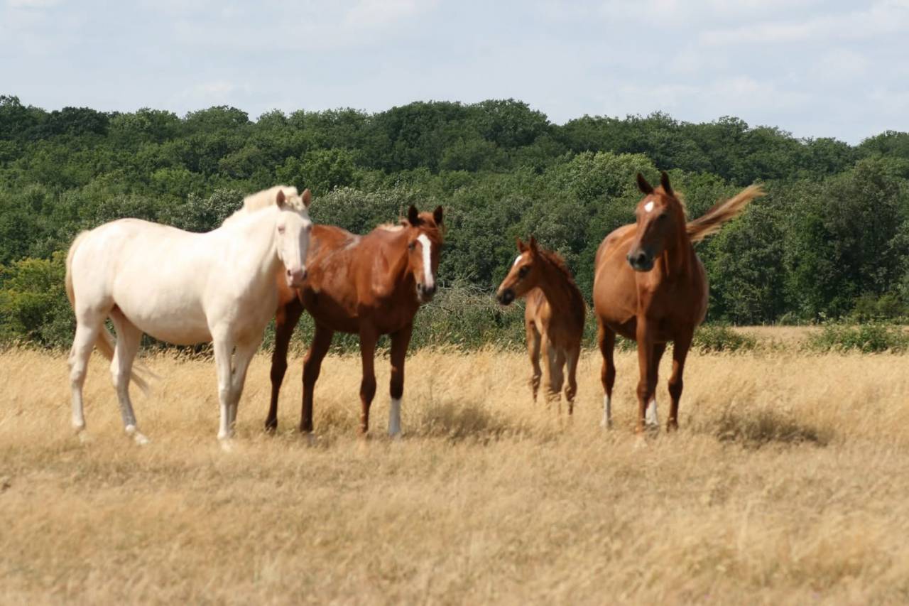 PROJET Pension paddock paradise - Secteur Honfleur (27)