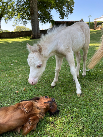 Poulain Miniature Fran&ccedil;ais champagne overo dun