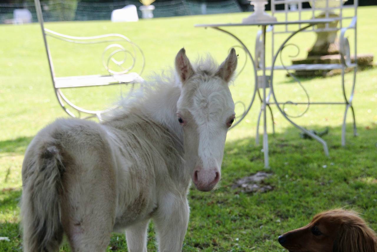 Poulain Miniature Fran&ccedil;ais champagne overo dun
