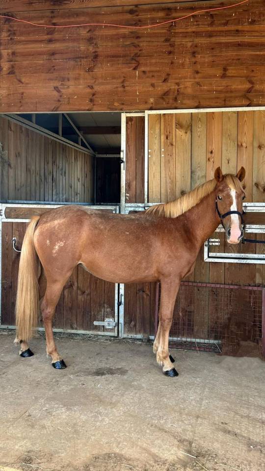 Ponette de sport facile