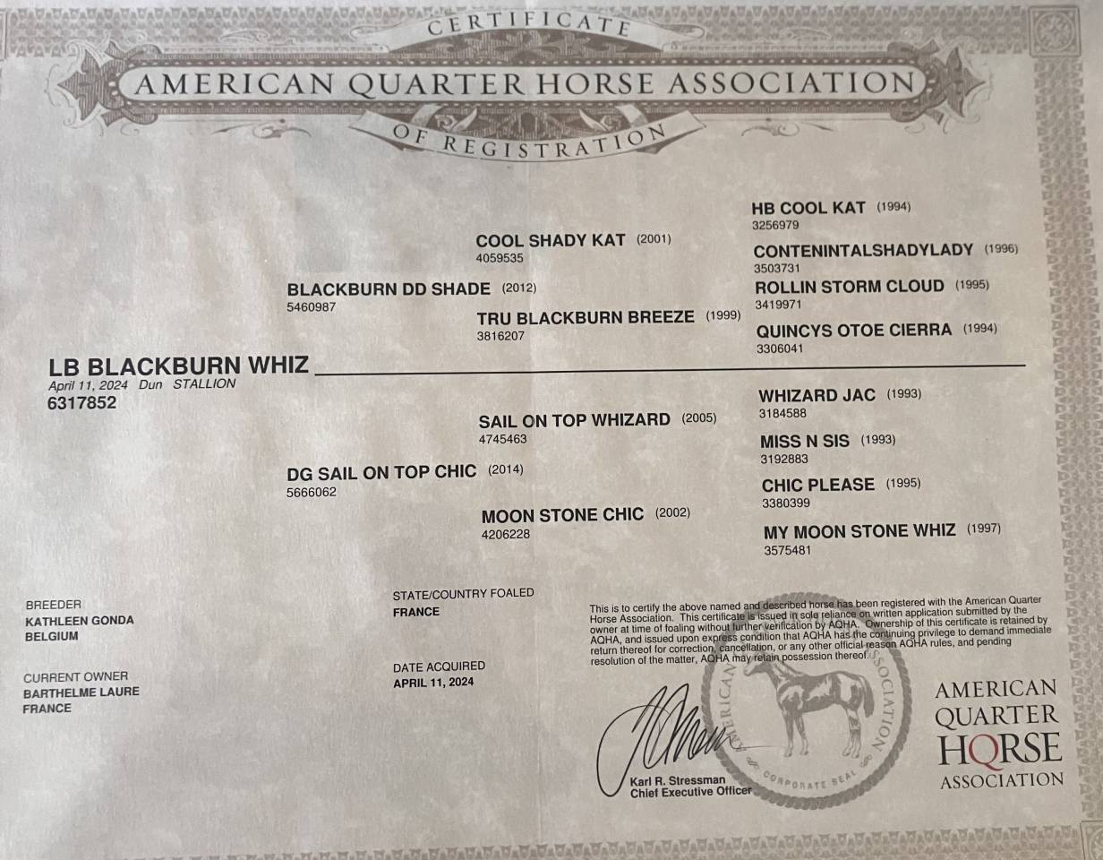 Hongre Quarter Horse 2 ans Dun