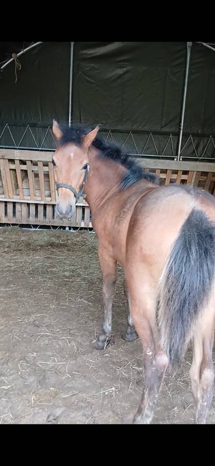 pouliche 2025 demi sang arabe pp