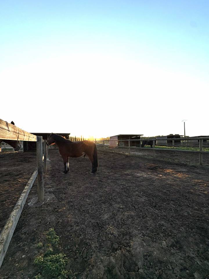 Pension aux portes de Montpellier