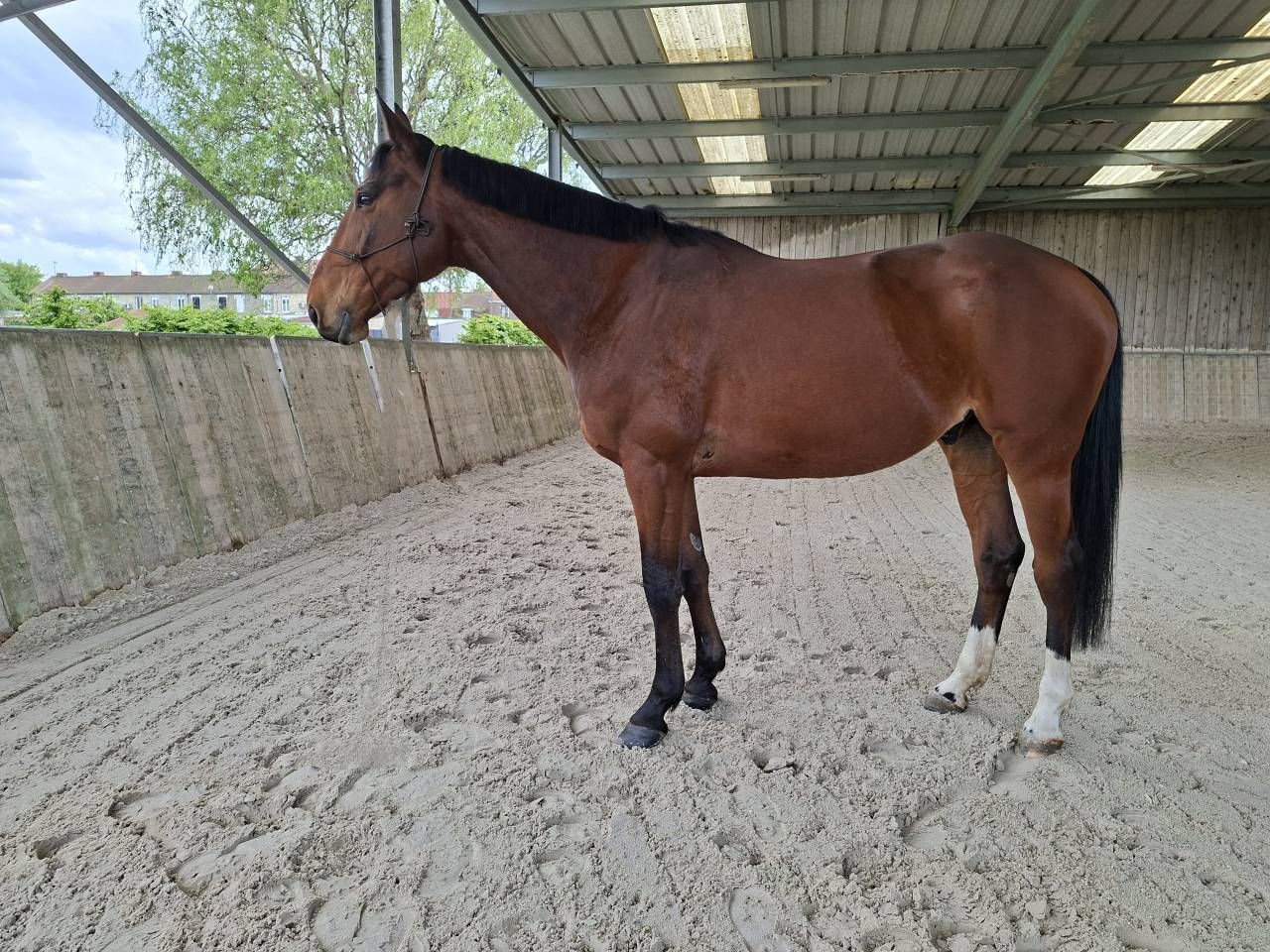 Cheval hongre 8 ans loisirs 