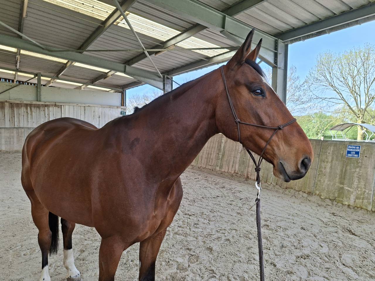 Cheval hongre 8 ans loisirs 