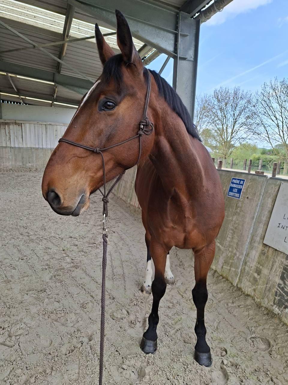 Cheval hongre 8 ans loisirs 