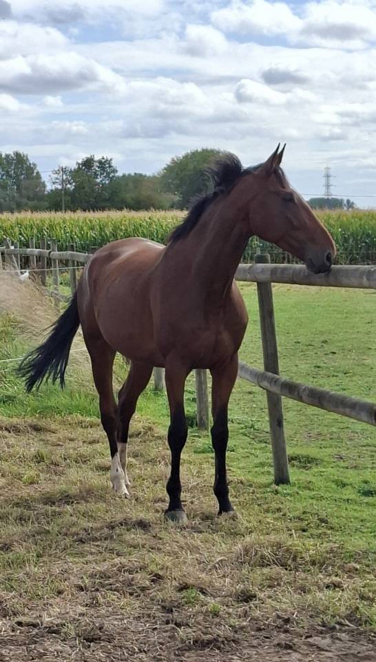 Cheval hongre 8 ans loisirs 