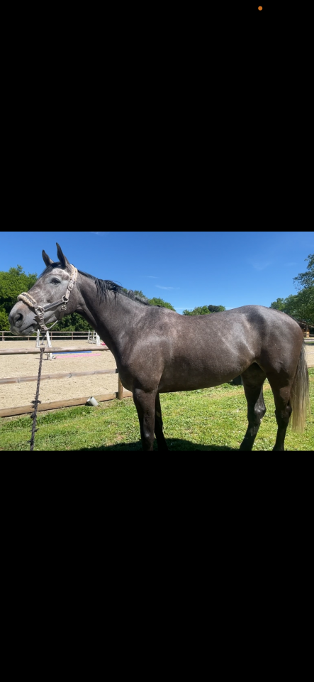 Jument sf 5 ans mod&egrave;le et potentiel cso s&eacute;rieux 