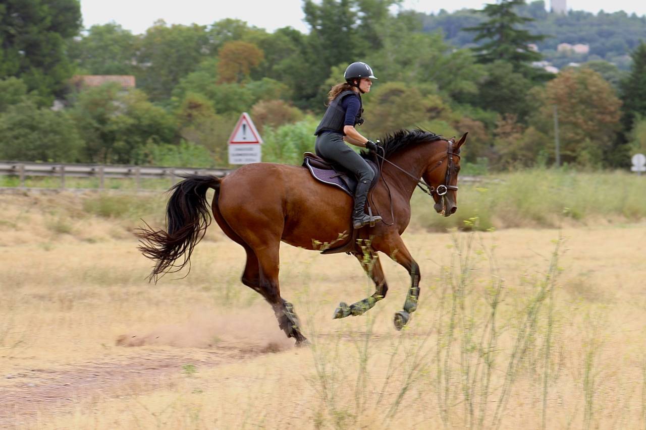 Hongre Z - 9 ans - CCE / CSO