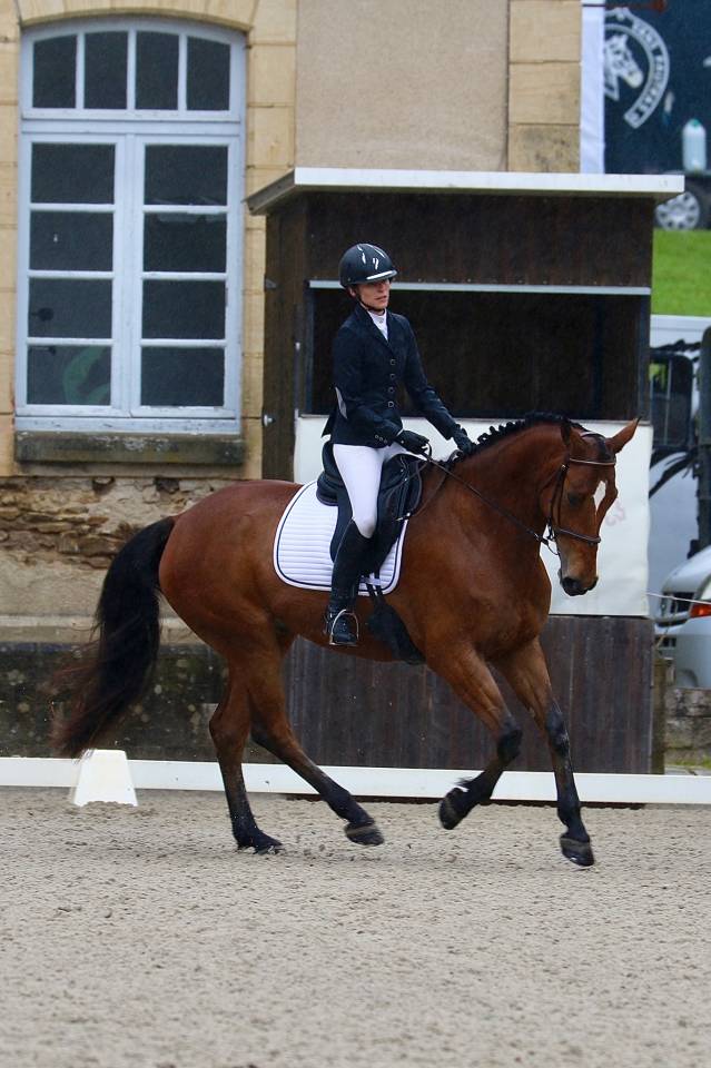 Hongre Z - 9 ans - CCE / CSO