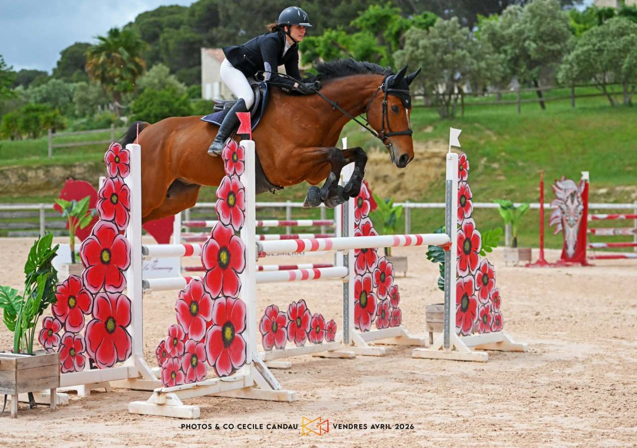 Hongre Z - 9 ans - CCE / CSO