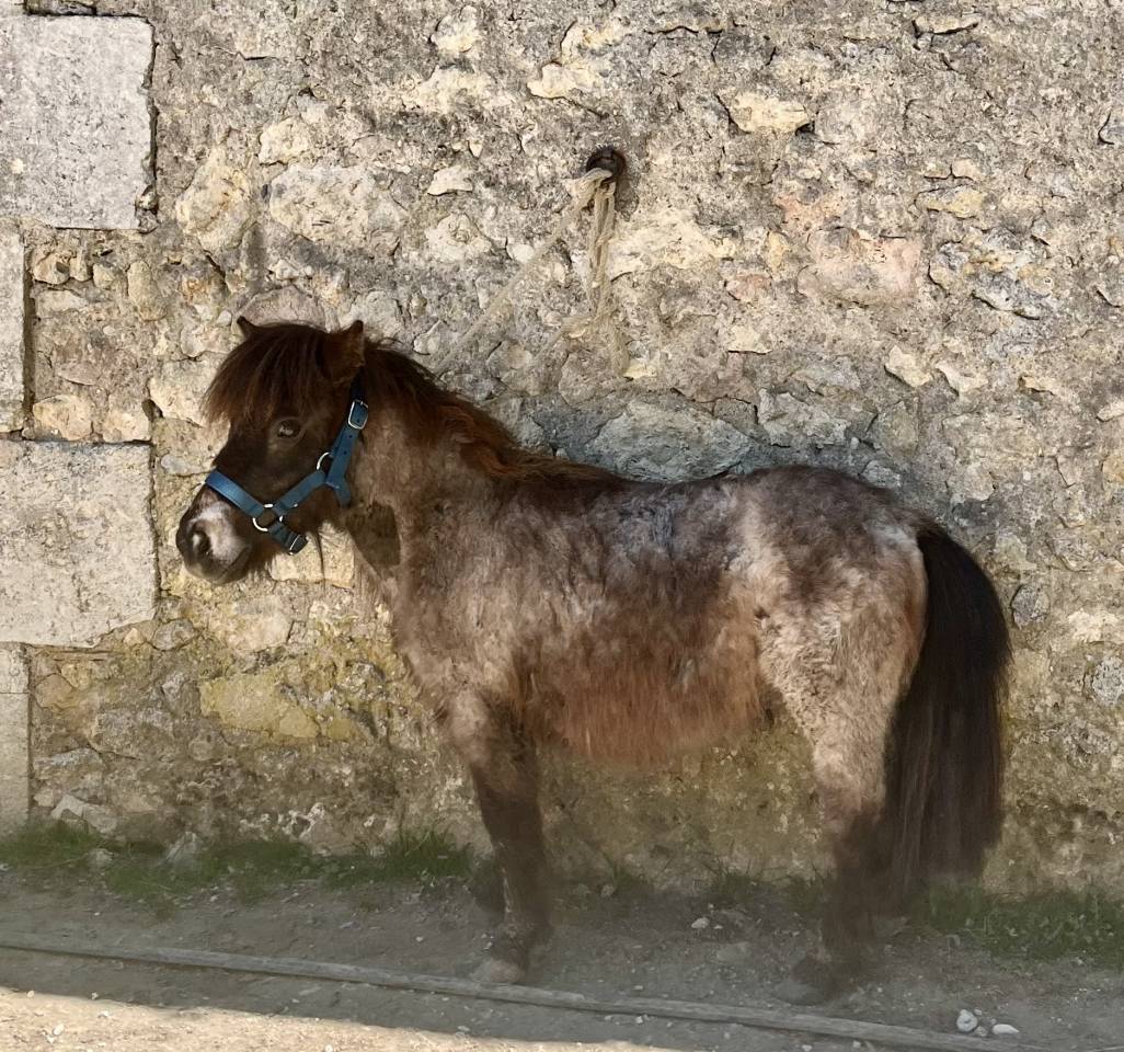 Adorable shetland PP pour enfants