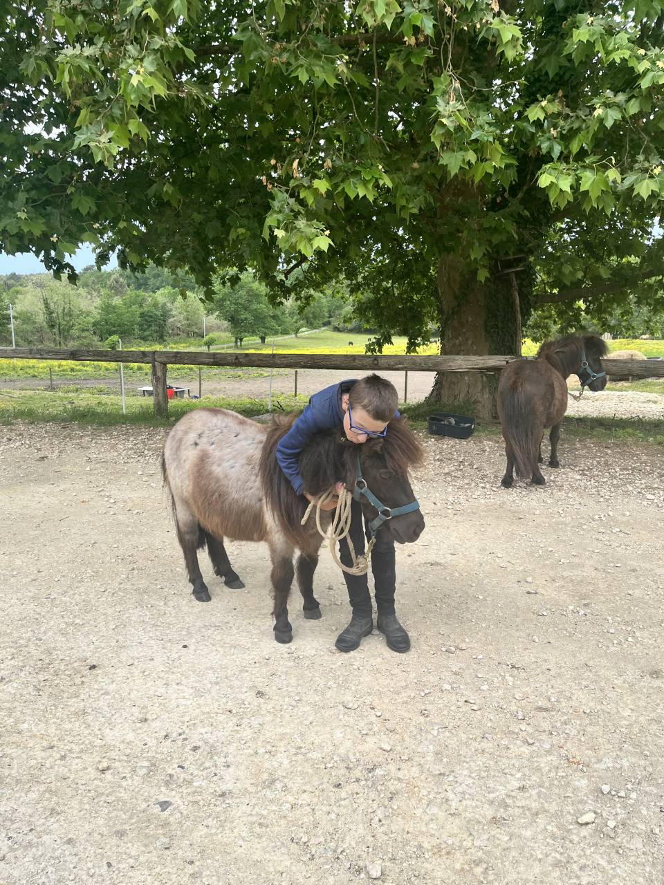 Adorable shetland PP pour enfants