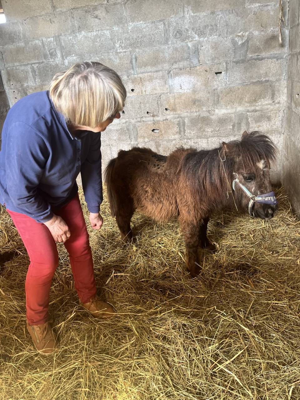 Puck d&rsquo;Alix 70 cm Shetland PP